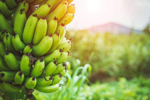 Alliance of entrepreneurs for sustainable coastal agriculture